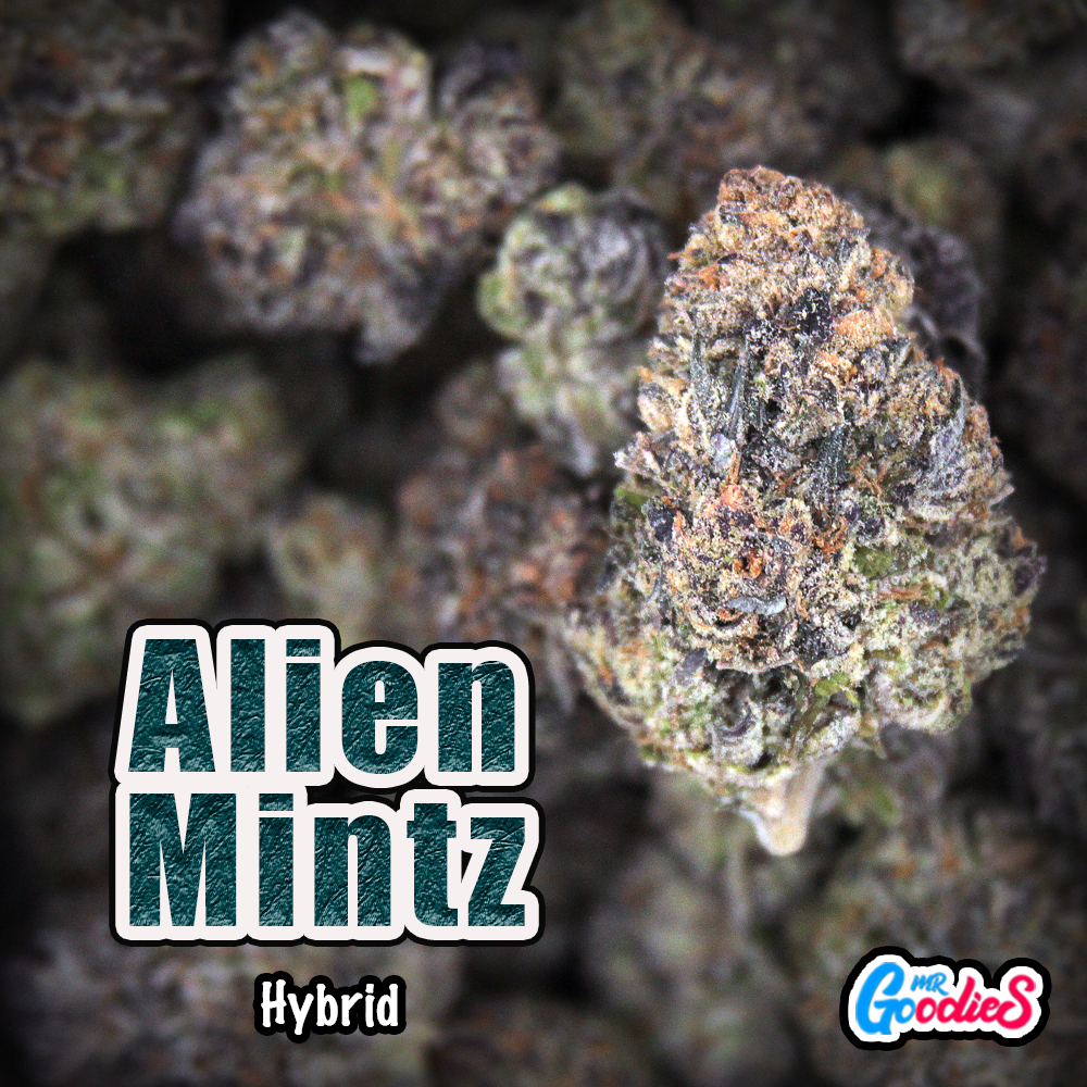 alien Mintz TS